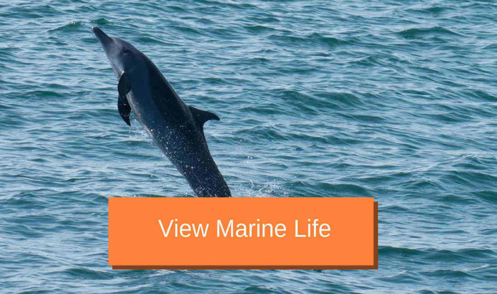 Catamaran Tour in Manuel Antonio Costa Rica